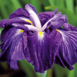 [26年4月上旬予約]ハナショウブ(花菖蒲)：彗星（スイセイ）4号ポット