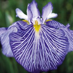 [26年4月上旬予約]ハナショウブ(花菖蒲)：潮流（チョウリュウ）4号ポット