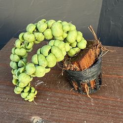 ディスキディア：ドラゴンジェイド 1号ポット