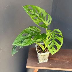 マドカズラ　3.5号ねこチップ植え