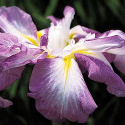 [26年4月上旬予約]ハナショウブ(花菖蒲)：天女の冠（テンニョノカンムリ）4号ポット