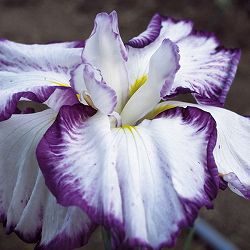 [26年4月上旬予約]ハナショウブ(花菖蒲)：七彩の夢（ナナイロノユメ）4号ポット