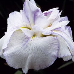 [26年4月上旬予約]ハナショウブ(花菖蒲)：羽衣（ハゴロモ）4号ポット