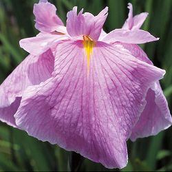 [26年4月上旬予約]ハナショウブ(花菖蒲)：桃児童（モモジドウ）4号ポット