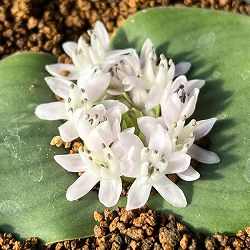 マッソニア：ジャスミニフロラ　3号鉢植え