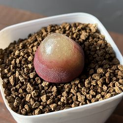 コノフィツム：ブルゲリ（レッド系）　2.5号鉢植え