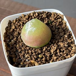 コノフィツム：ブルゲリ（グリーン系）　2.5号鉢植え