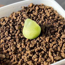 コノフィツム：ラツム　2.5号鉢植え