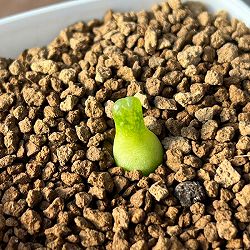 コノフィツム：アカベンセ　2.5号鉢植え