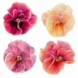 [送料無料]うえたコレクションビオラ：シャルマンロゼ3.5号ポット 12株セット