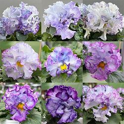 パンジー（フリル咲き）：シュガーボンボン（ブルーパープル系）3-3.5号ポット 3株セット