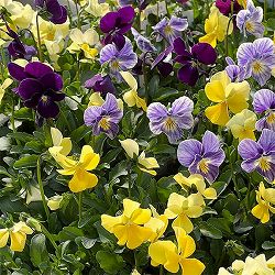 [送料無料]ビオラ：ロカハーツ　ビューティズム3.5号ポット 12株セット