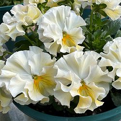 [送料無料]見元園芸さんのパンジー：シャイリーン3-3.5号ポット 24株セット