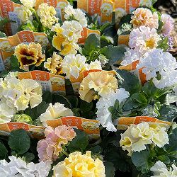 見元園芸さんのパンジー：メープルコットン3-3.5号ポット 3株セット