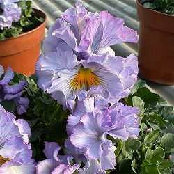 見元園芸さんのパンジー：ラブリードレッシー3-3.5号ポット 3株セット