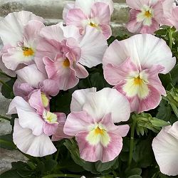 [送料無料]見元園芸さんのパンジー：夢おとめ3-3.5号ポット 24株セット