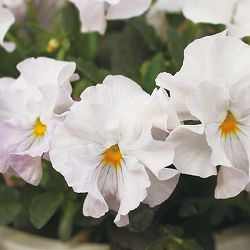 見元園芸さんのビオラ：ヴェルヴェール3-3.5号ポット 6株セット