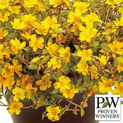 [26年5月中下旬予約]ポーチュラカ：サマージュエル ゴールディ3号ポット