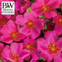 [26年5月中下旬予約]ポーチュラカ：サマージュエル ネオンピンク3号ポット