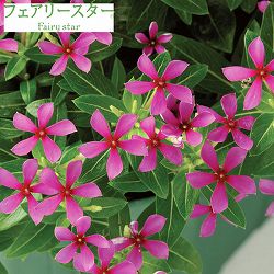 [26年5月中下旬予約]ニチニチソウ：フェアリースターパープル4号ポット(R)