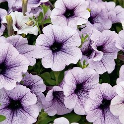 [26年4月下旬予約]ペチュニア：サフィニアラベンダーレース4号ポット(R)