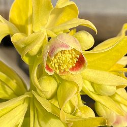 松村ナーセリーさんのクリスマスローズ（原種系）：フェチダス　ミニオン　ルージュ3.5号ロングポット