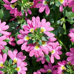 [26年5月中下旬予約]スカエボラ：サンク・エールピンク4号ポット