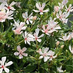 [26年5月中下旬予約]ニチニチソウ：キャンディスパークルパールホワイト4号ポット(R)