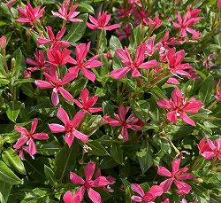 [26年5月中下旬予約]ニチニチソウ：キャンディスパークル　ローズピンク4号ポット(R)