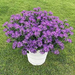 [26年5月中下旬予約]スカエボラ：スターティアラブルー4号ポット(R)