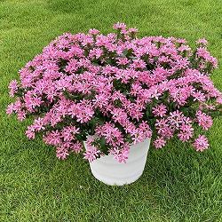 [26年5月中下旬予約]スカエボラ：スターティアラピンク4号ポット(R)