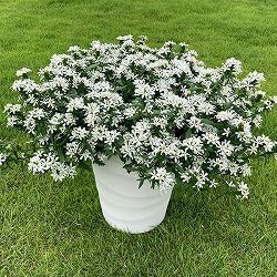 [26年5月中下旬予約]スカエボラ：スターティアラホワイト4号ポット(R)