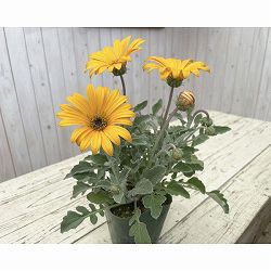 [26年3月中下旬予約]アークトチス：プルミエ　ソレイユ3.5号ポット