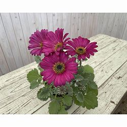 [26年3月中下旬予約]アークトチス：プルミエ　ベルベット3.5号ポット