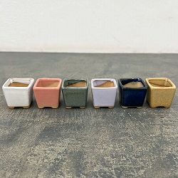 マメポットH　角形・鉢色おまかせ（直径4cm） 3個セット