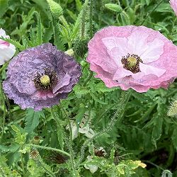 [送料無料]ポピー：アメージンググレー3号ポット（福花園さん選抜採種苗） 24株セット