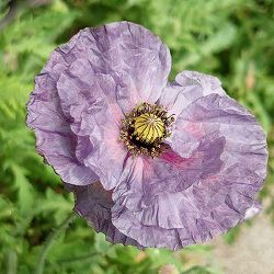 ポピー：アメージンググレー3号ポット* 3株セット