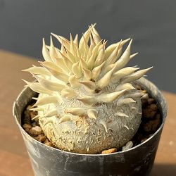 パキポディウム：エニグマチカム（実生株セレクト）　2号鉢植え