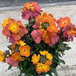 エリシマム：レヤ オレンジグロー3号ポット