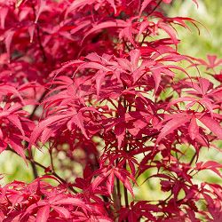 （わけあり特価）モミジ：スケーターズ4号ポット