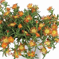 [26年3月中下旬予約]マツバギク：おひさま花火 サンドジェム エンバー3号ポット