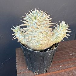 パキポディウム：エニグマチカム（多頭・実生株）　2号