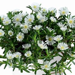 [26年3月中下旬予約]マツバギク：おひさま花火 サンドジェム ホワイト3号ポット