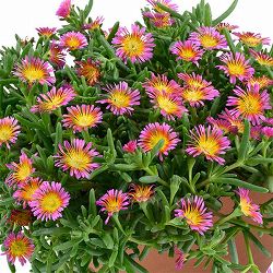 [26年3月中下旬予約]マツバギク：おひさま花火 サンドジェム フクシア3号ポット