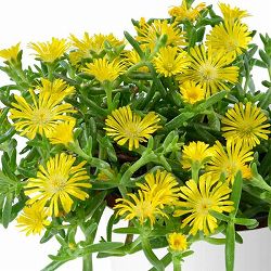 [26年3月中下旬予約]マツバギク：おひさま花火 サンドジェム イエロー3号ポット