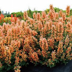 [26年5月中下旬予約]アガスターシェ：ピーチパール3号ポット