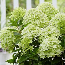 （わけあり特価）ノリウツギ（糊空木）：ホワイトライト5.5-6号ポット