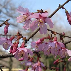 （わけあり特価）桜：おかめ桜（オカメザクラ）接木苗4～5号ポット