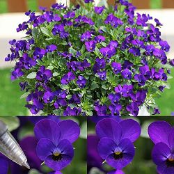 MSKガーデン極小輪ビオラ：フルーレット　ディープブルー3号ポット 3株セット