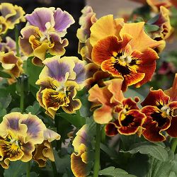 MSKガーデン小輪フリンジビオラ：和モダンクラシックカラー　琥珀（こはく）3号ポット 24株セット